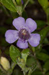 Oblongleaf snakeherb